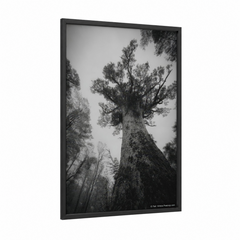 Ancient Kauri Tree Fog Forest Wall Art