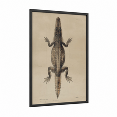 Anatomical Alligator Natural History Wall Art