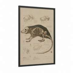 Anatomical Wombat Skeleton Scientific Illustration Wall Art