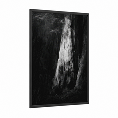 Ancient Redwood Forest Black White Wall Art