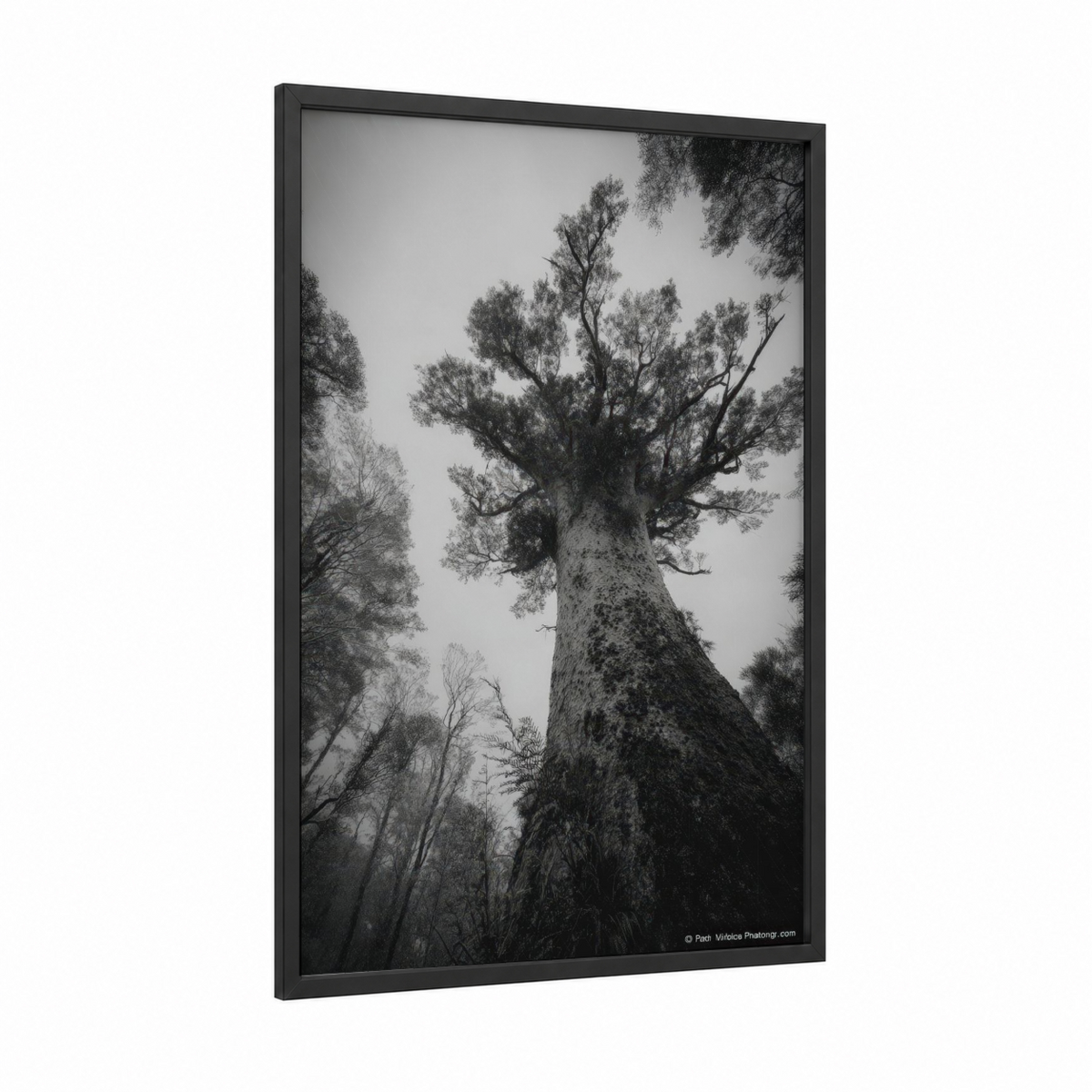 Ancient Kauri Tree Fog Forest Wall Art