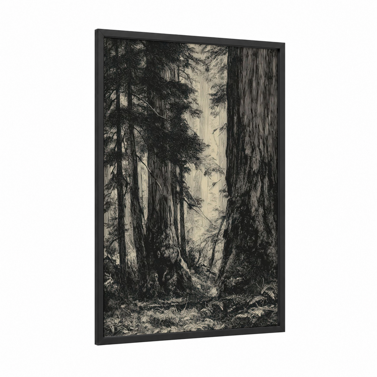 Ancient Redwood Grove Black and White Wall Art