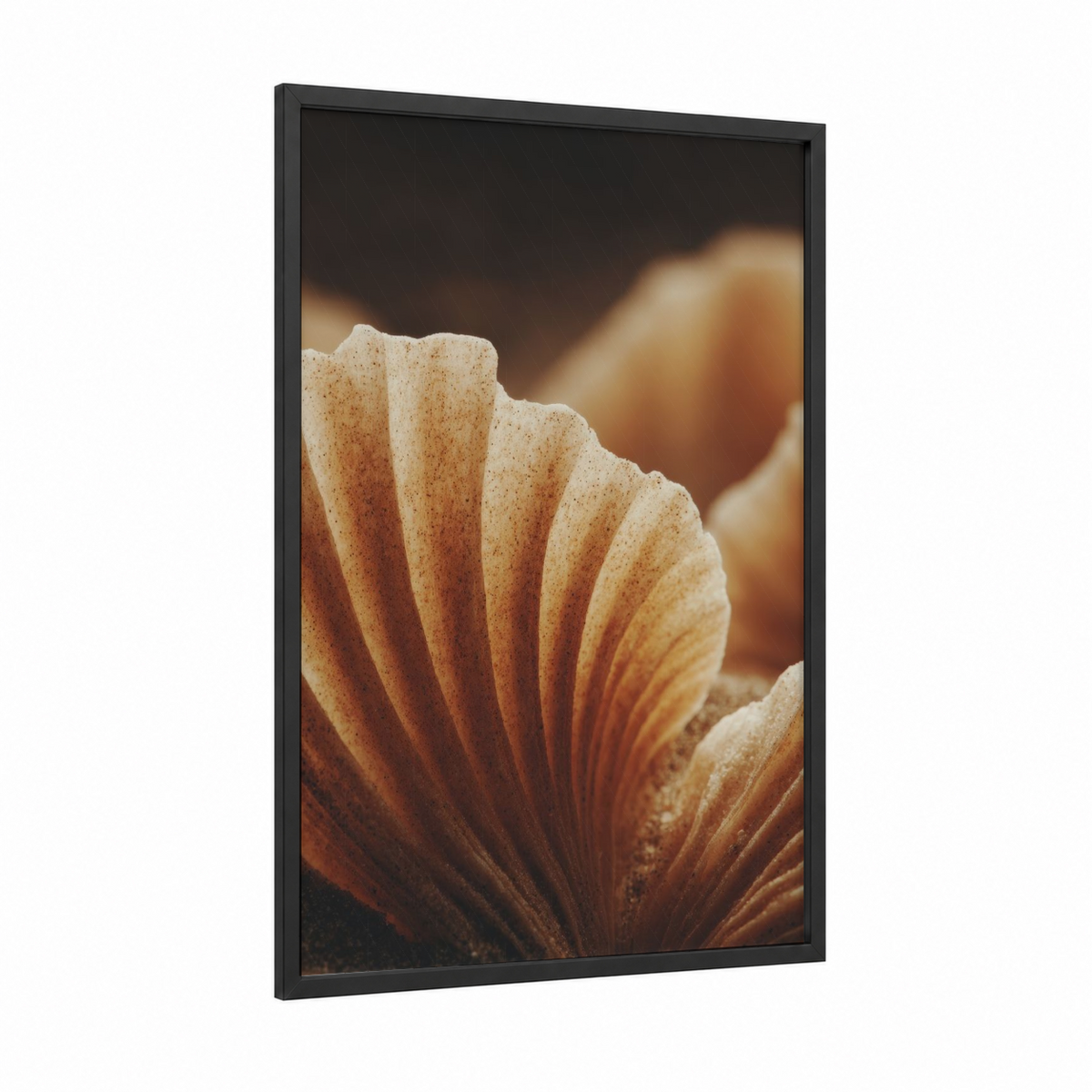 Amber Seashell Close-Up Macro Photography Wall Art