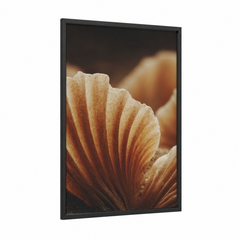 Amber Seashell Close-Up Macro Photography Wall Art