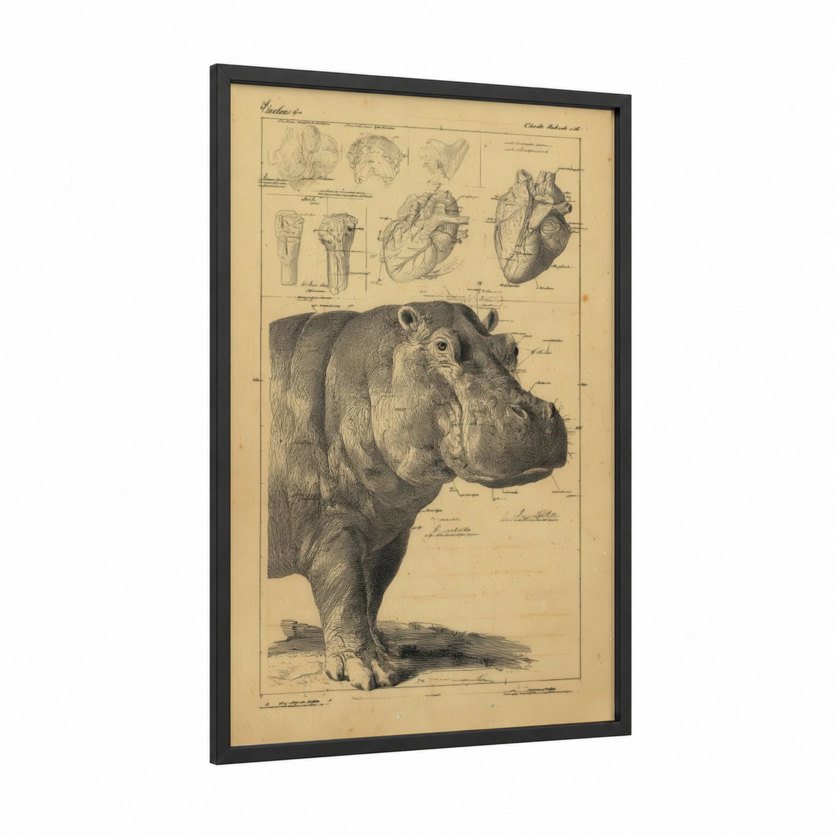 Anatomical Hippo Scientific Illustration Wall Art