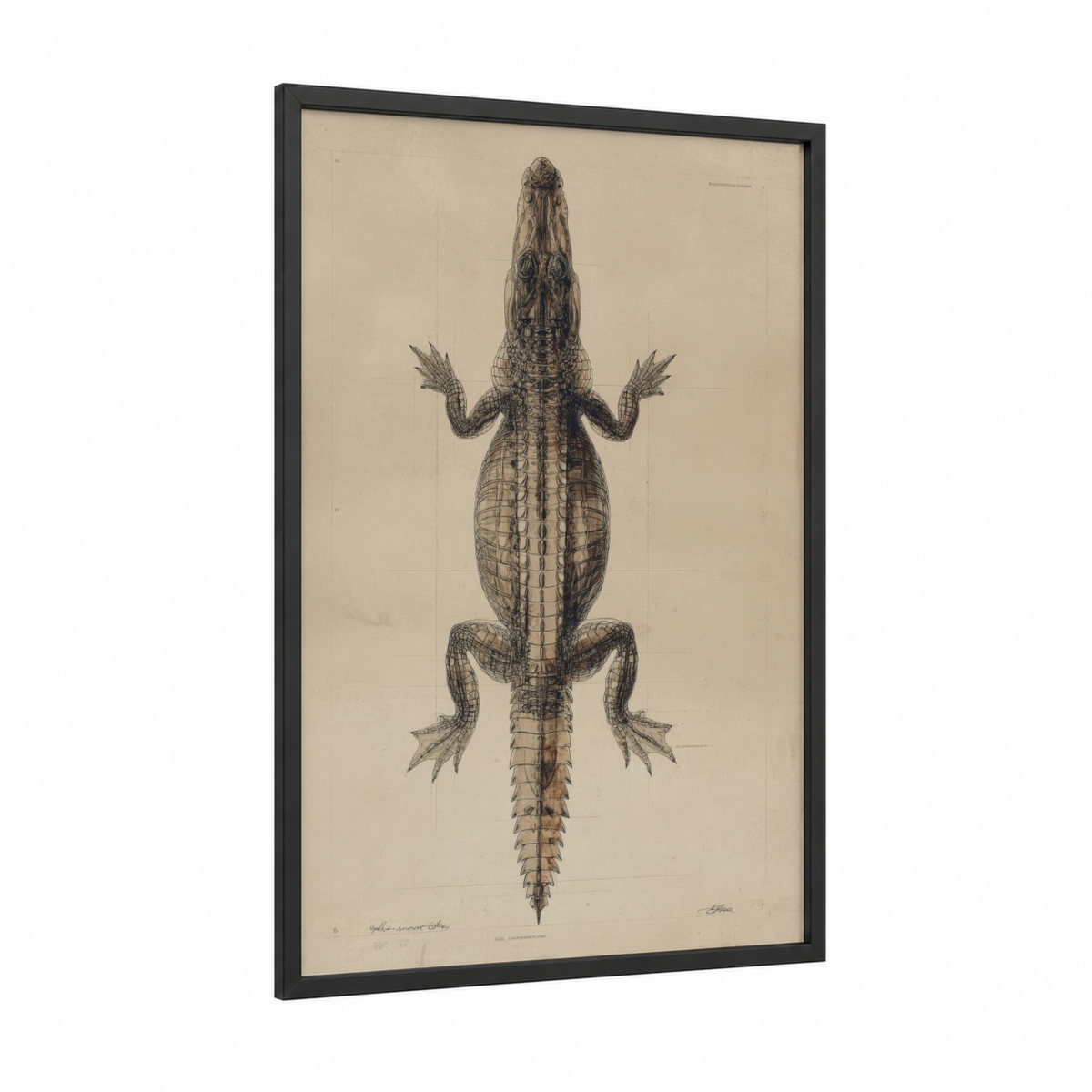 Anatomical Alligator Natural History Wall Art