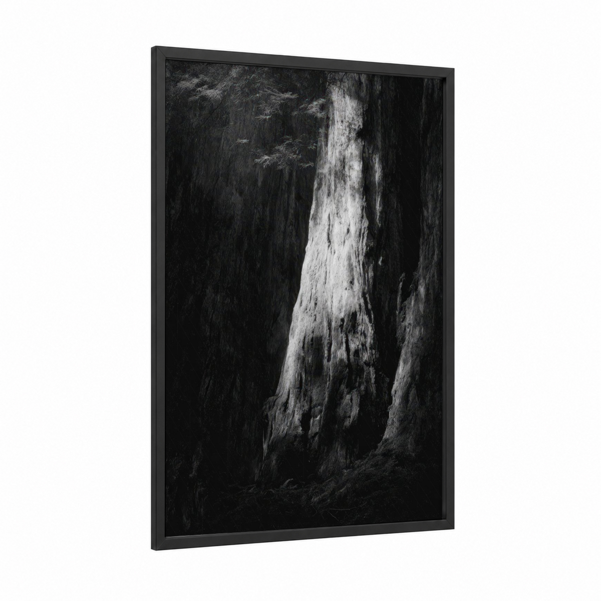 Ancient Redwood Forest Black White Wall Art