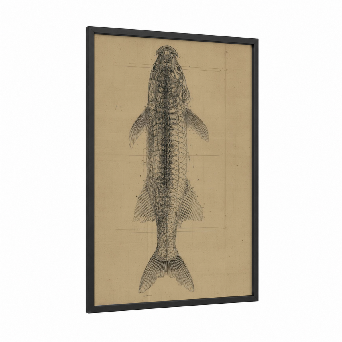 Anatomical Tarpon Scientific Illustration Wall Art