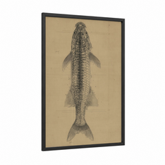 Anatomical Tarpon Scientific Illustration Wall Art